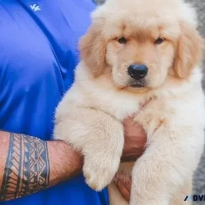 best puppy for sale just for  puppy  lovers