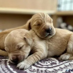 Available golden Retriever Puppies