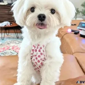 Adorable male and female Maltese Puppies