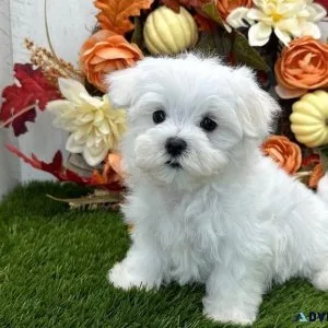 Smooth Male and Female Maltese Puppies