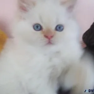 GORGEOUS HOLIDAY KITTEN