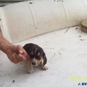 Two-7 week Old Male Beagle Puppies