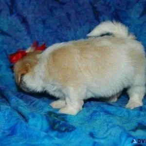 Shih Tzu Puppies For Sale
