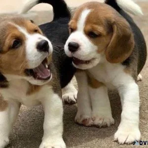 Super adorable Beagle Puppies.