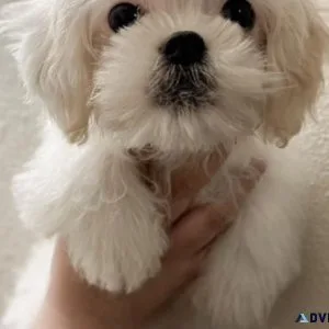 Malshi pup