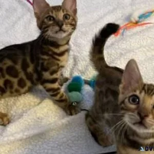 Bengal Kittens Available