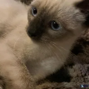Siamese kitten