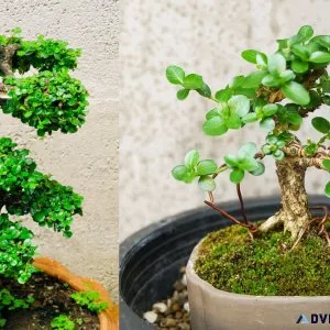 How to buy Carmona Bonsai Plant Online