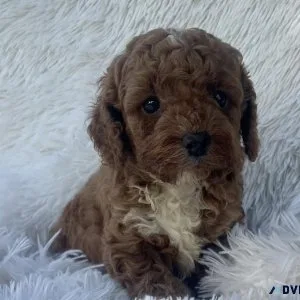 Maltipoo Puppies