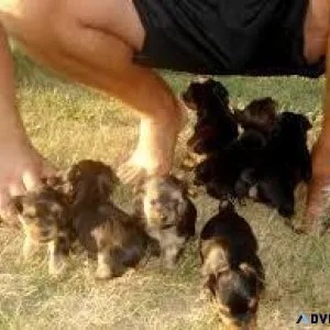 2 Charming AKC T-Cup Yorkie puppies