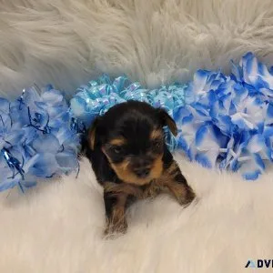 Yorkshire terrier Freddy