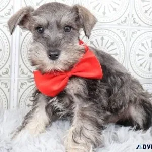 Drye Miniature Schnauzer puppies
