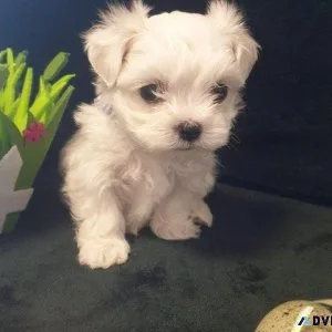 tytyy Maltese Puppies