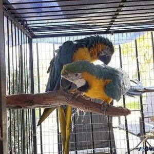 Gentle Blue and Gold Macaws Available