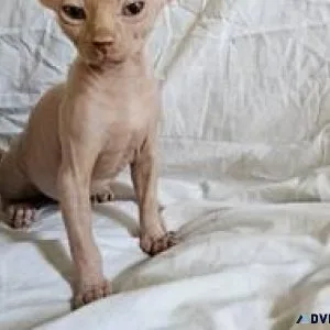 Coated sphynx kittens