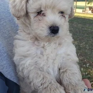 Toy Poodles