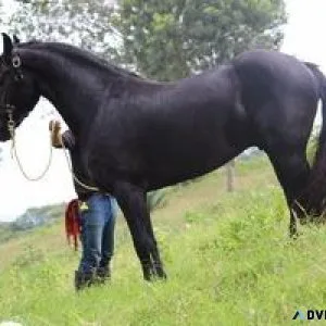 Friesian horse for your home