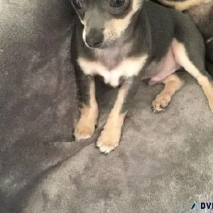 Purebreed   Chihuahua puppies
