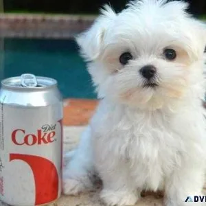 Two Teacup Maltese Puppies Needs a New Family