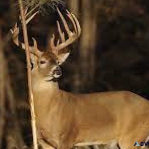 Explore Your Adventure With Black Belt Deer Hunting
