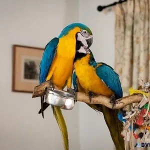 Beautiful Blue and Gold Macaws for sale