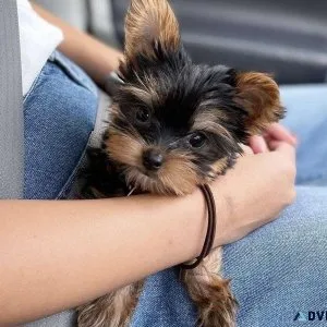 New Litter of Gorgeous Yorkie Puppies Looking for a New Home