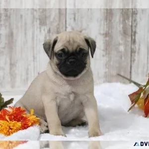 Cute Pug Puppy