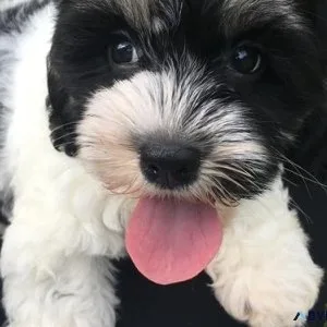 Lovely Cavachon puppies