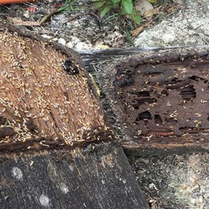 Termite treatment in gurgaon