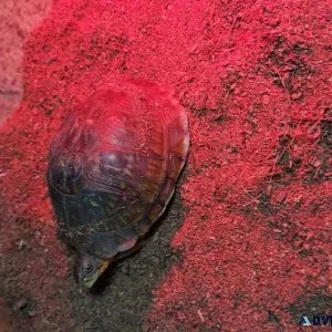 Box Turtle habitat and supplies