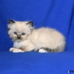 Adorable TICA Ragdoll Kittens