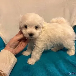 Maltese One puppy left
