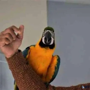 Well Tamed Blue and Gold Macaws available now.