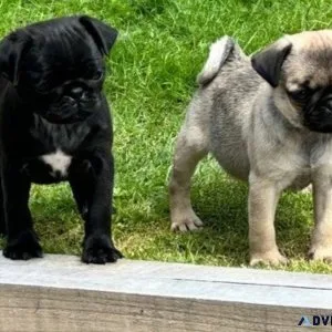 Adorable Pug Seeking a Loving Forever Home