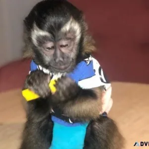 Well Socialized Capuchin Monkeys For Re-homing