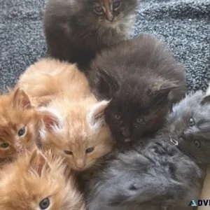 Pedigree Maine Coon Kittens