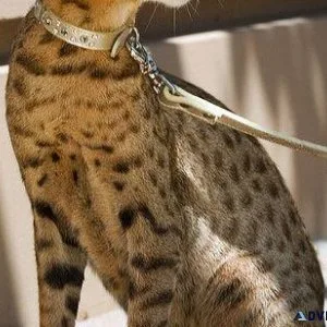 Ashera Cat