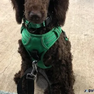 Standard poodle sisters