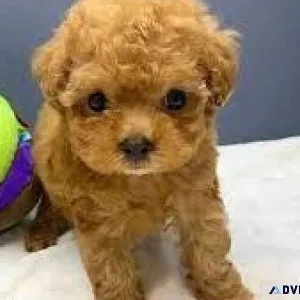 GORGEOUS TOY POODLE BABIES
