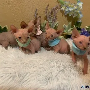 sphinx cats for sale
