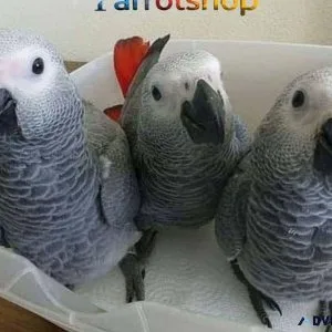Timneh African Grey Parrot Available For Sale