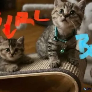 Scottish fold kittens for adoption.