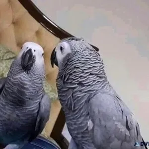 Congo African Grey parrots For sale