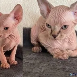 Sphynx kittens