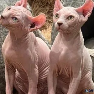 Male And Female Sphynx Kittens Available Fully Vaccinated TICA