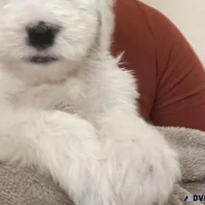 Sheepadoodle Puppies