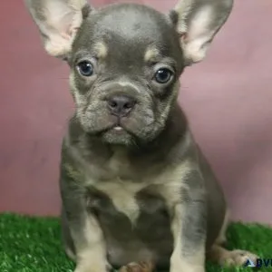 Twila Female French Bulldog