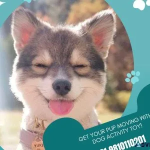 Get Your Pup Moving with Dog Activity Toy