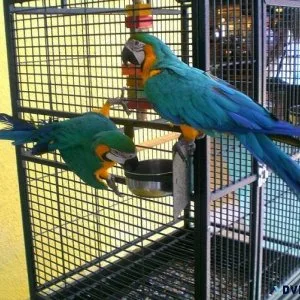Beautiful Macaw green and blue Macaw for sale.