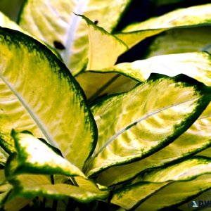 What are the benefits of Aglaonema Super White Plant